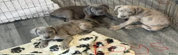 Cane Corso dogs for sale: Cane corso pups ready now  in Dereham - Advert 4