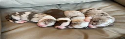 Border Collie dogs for sale: 🐾OUTSTANDING *UNIQUE* BORDER COLLIE PUPPIES🐾 - Advert 21