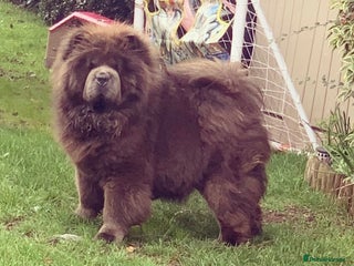 Chow Chow dogs in Wednesbury - Advert 7