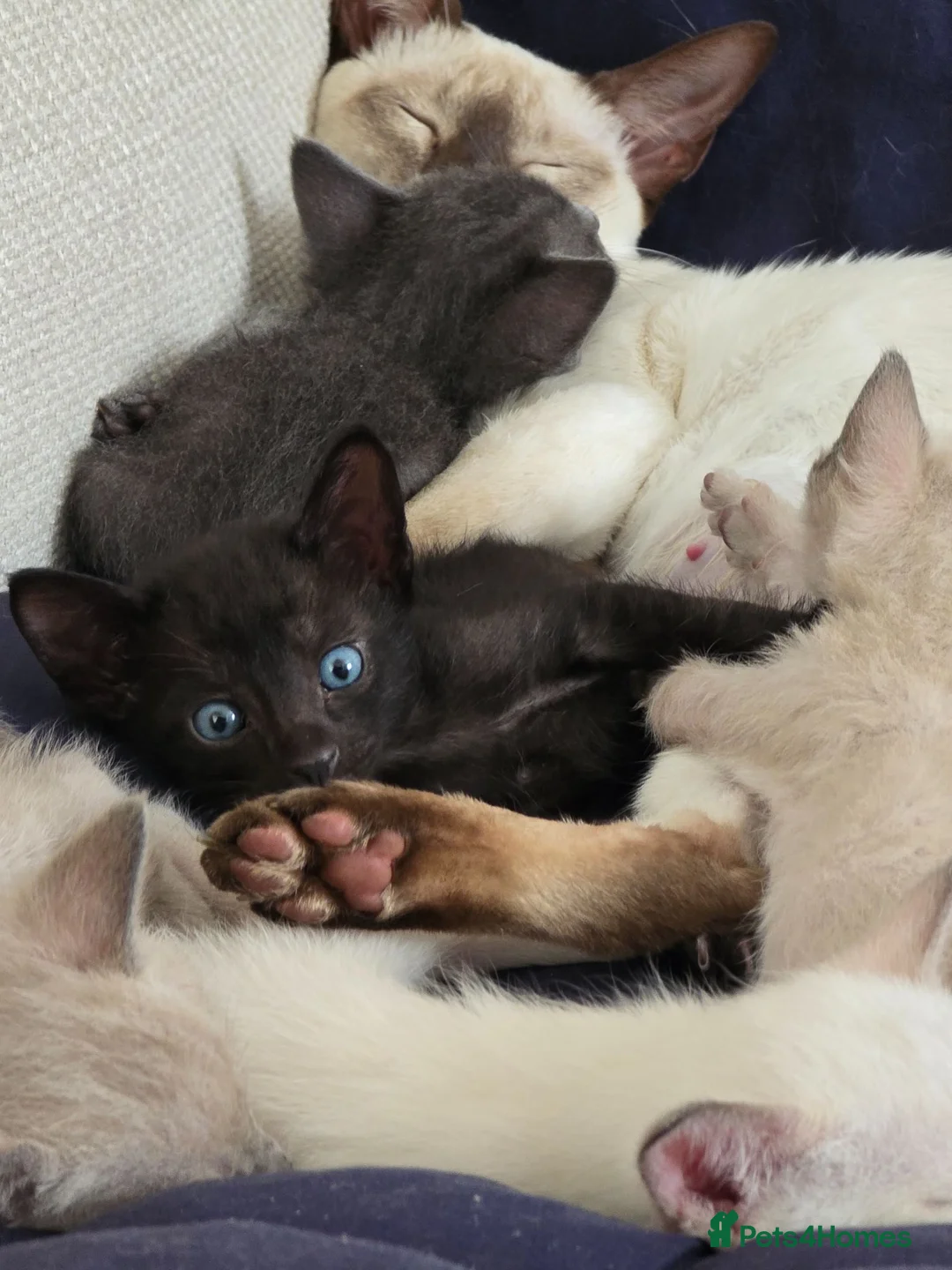 Mixed Breed cats for sale: Siamese - Advert 16