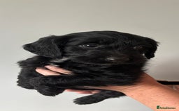 Labradoodle dogs for sale: 1 black girl ready now - Image 9