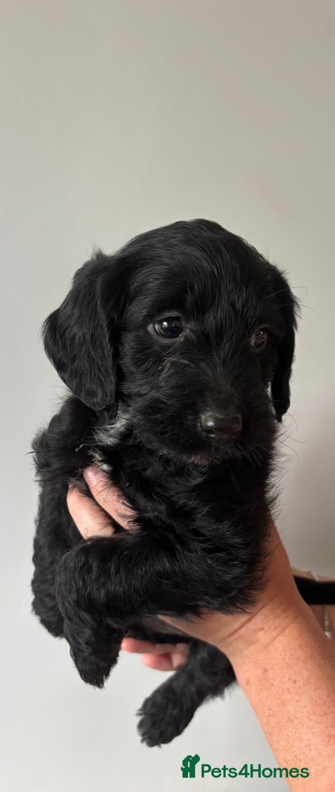 Labradoodle dogs for sale: 1 black girl ready now - Image 9