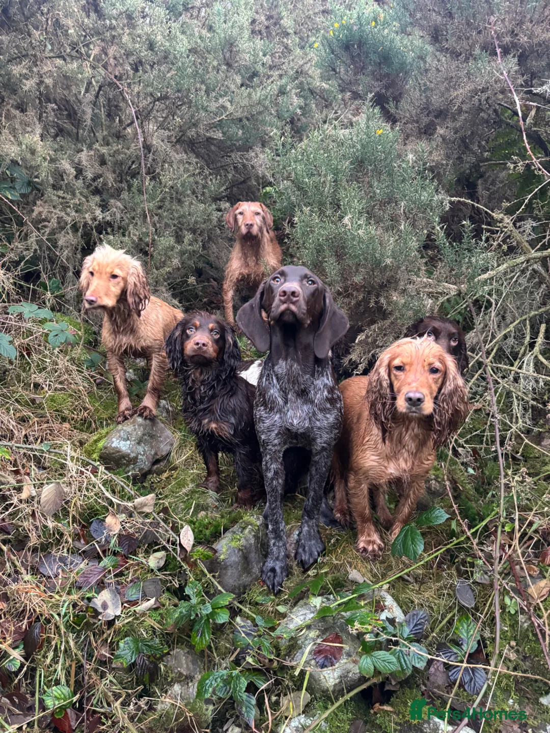 Cocker Spaniel dogs for stud: KC Choc & Tan Working Cocker. Health Tested!  - Advert 6
