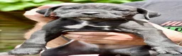 Mixed Breed dogs for sale: Cane Corso / Bullmastiff Puppies ready to  go. - Advert 19