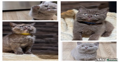 British Shorthair cats GCCF Pedigree BSH chocolate, lilac kittens 😻 - Advert 15