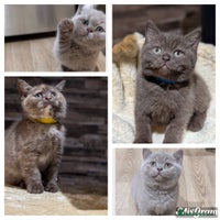 British Shorthair cats GCCF Pedigree BSH chocolate, lilac kittens 😻 - Advert 9