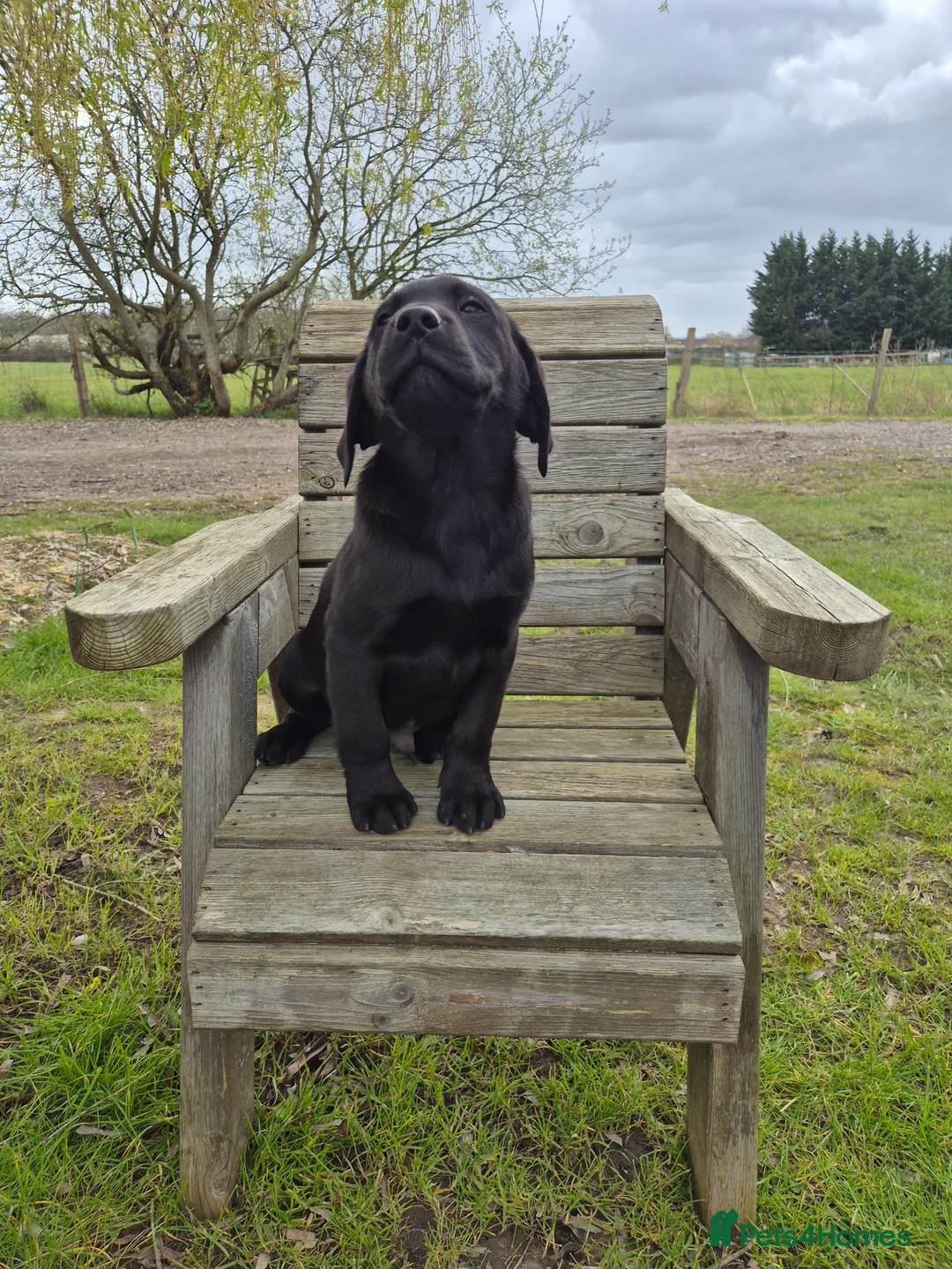 Labrador Retriever dogs for sale: Labrador Puppies - Advert 2