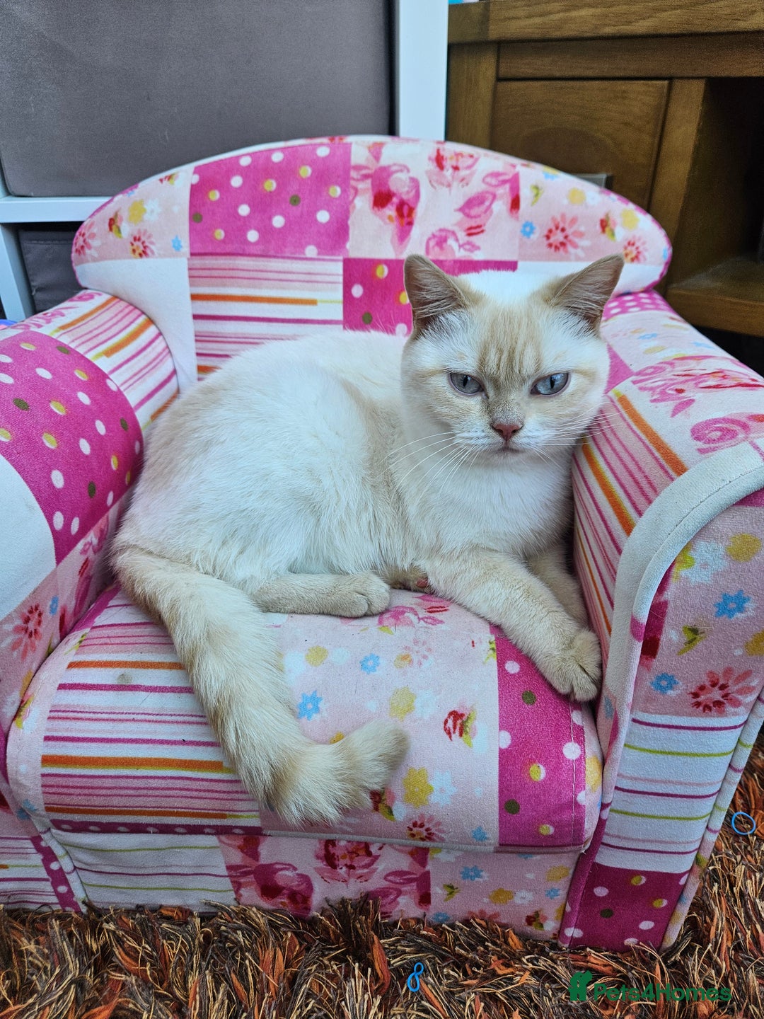 British Shorthair cats for sale: British Shorthair Colourpoint Female 14mths - Advert 3