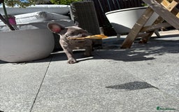 French Bulldog dogs for sale: Only 1 girl left  - Image 12