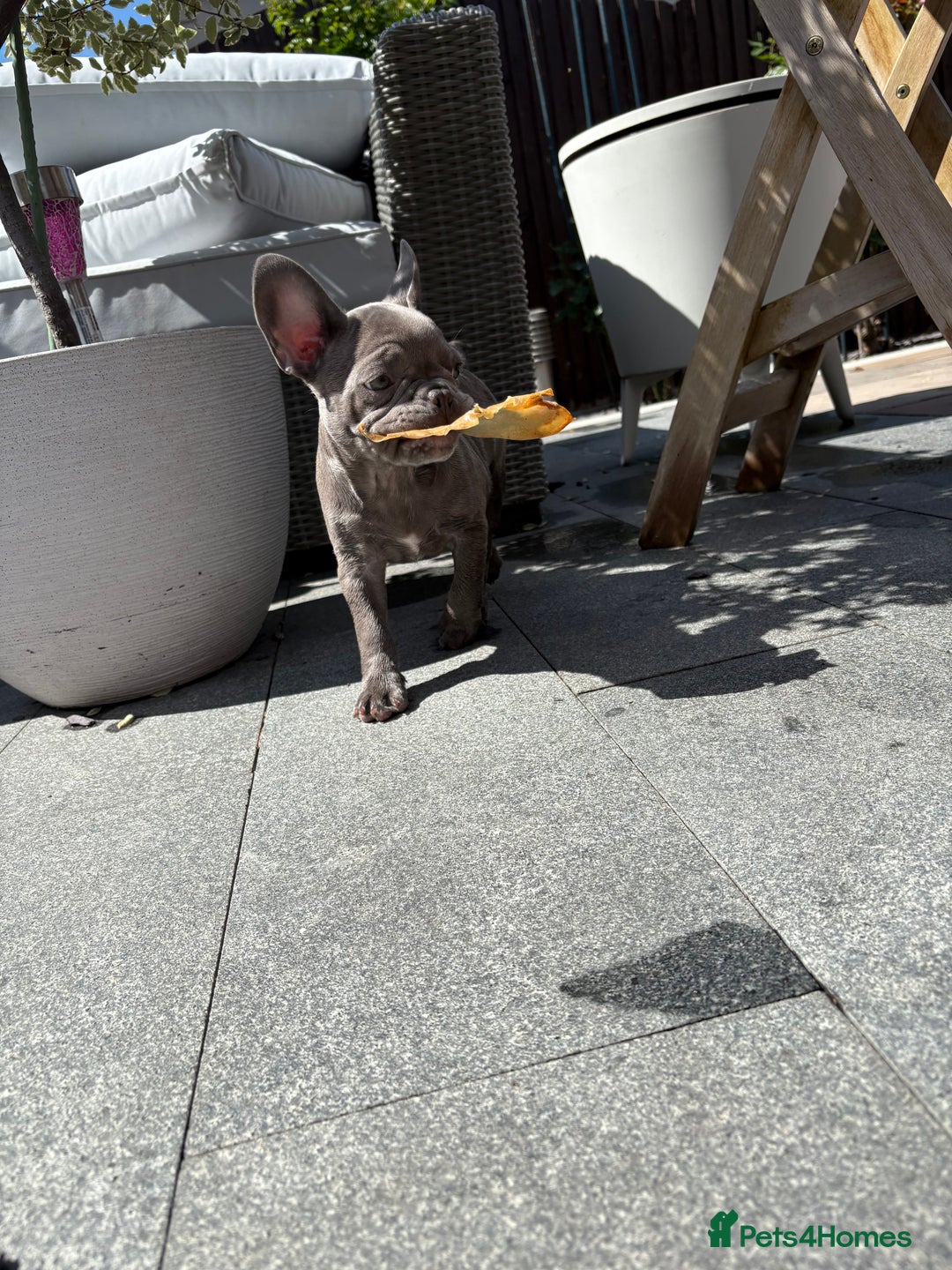 French Bulldog dogs for sale: Only 1 girl left  - Image 12