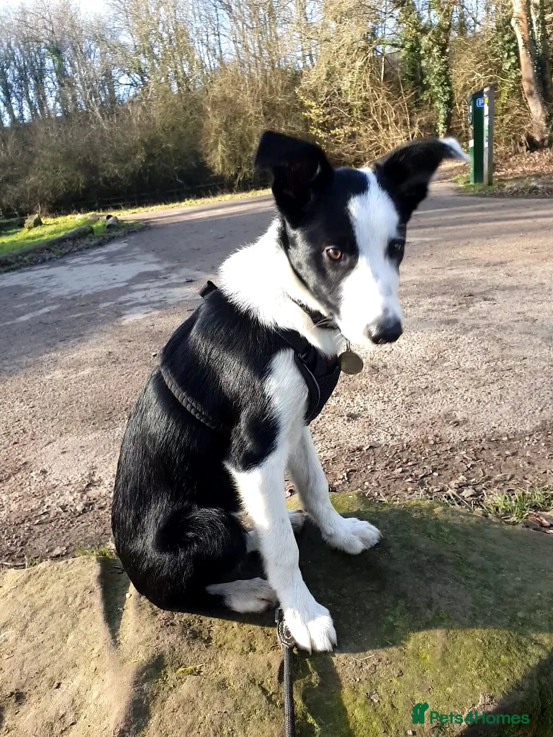 Border Collie dogs for stud: Milo for stud (PROVEN) in Chesterfield - Advert 13