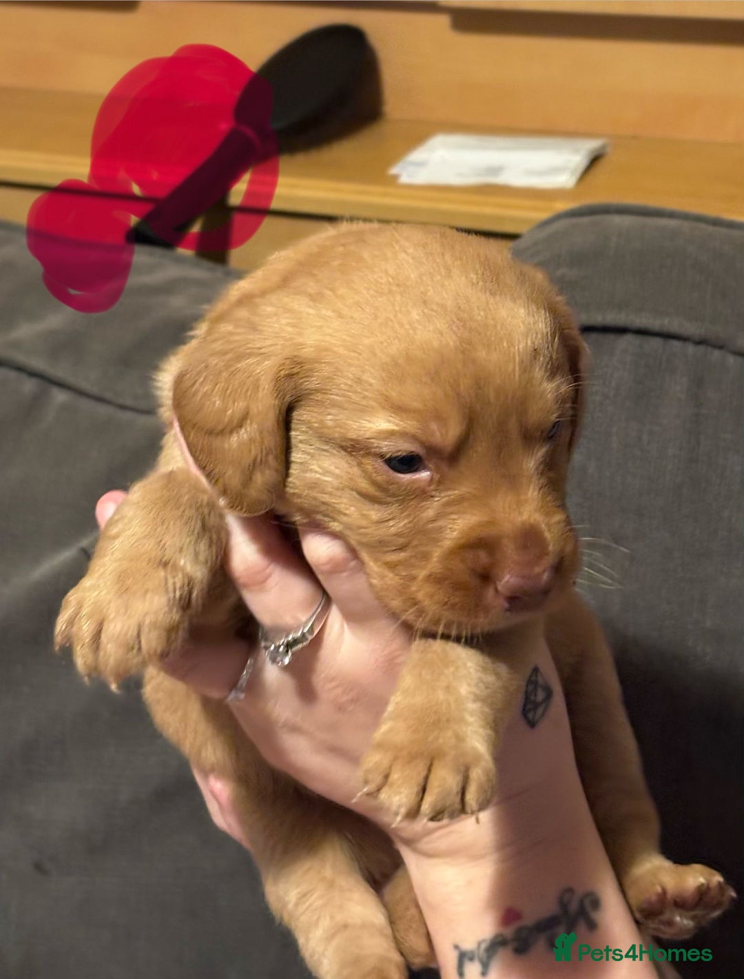 Labrador Retriever dogs for sale: Dudley Labrador Puppies - Advert 21