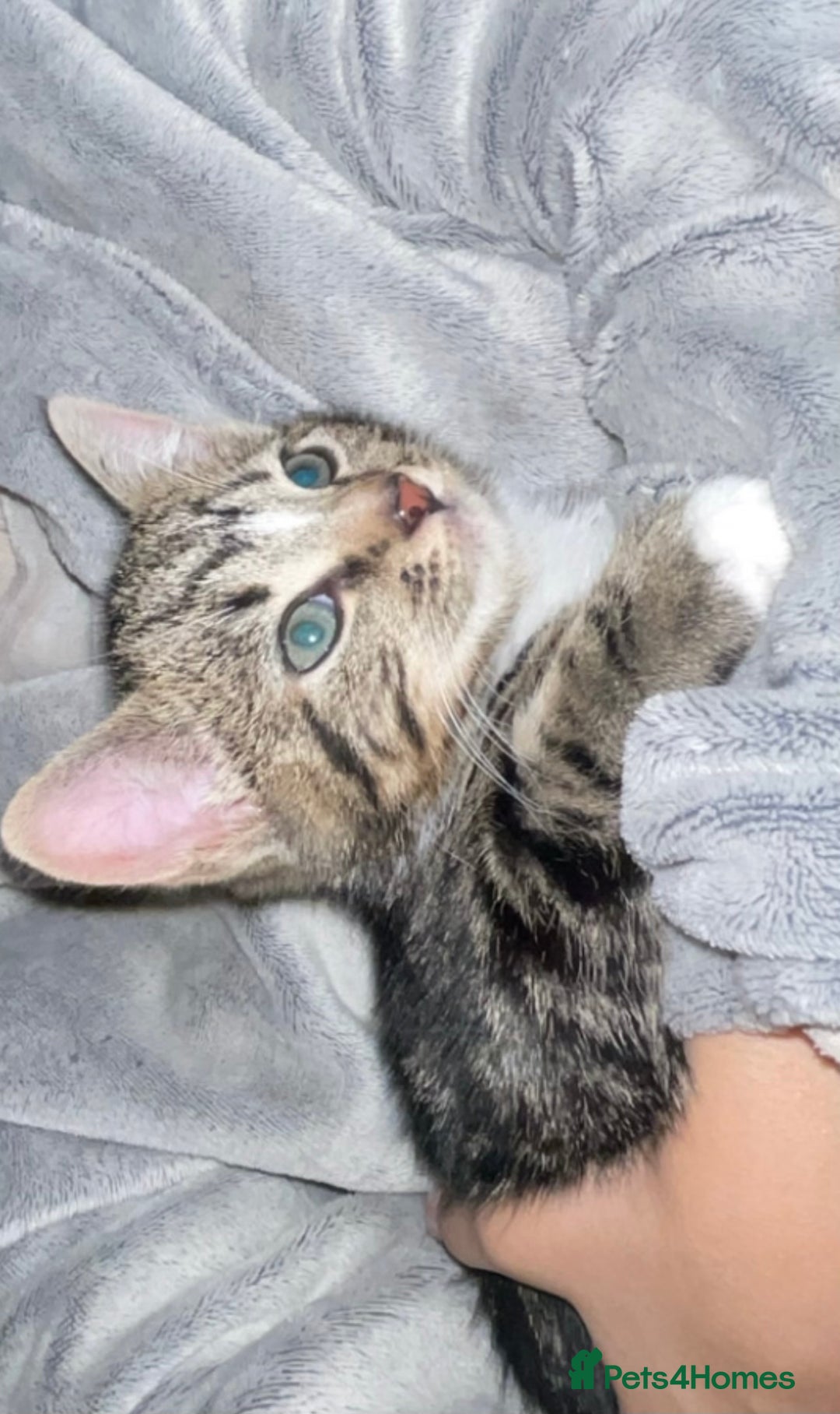 Domestic Shorthair cats for sale: Female Tabby Tuxedo Kitten with white paws - Advert 4