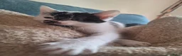 Mixed Breed cats for sale: Kitten - Girl - Advert 4