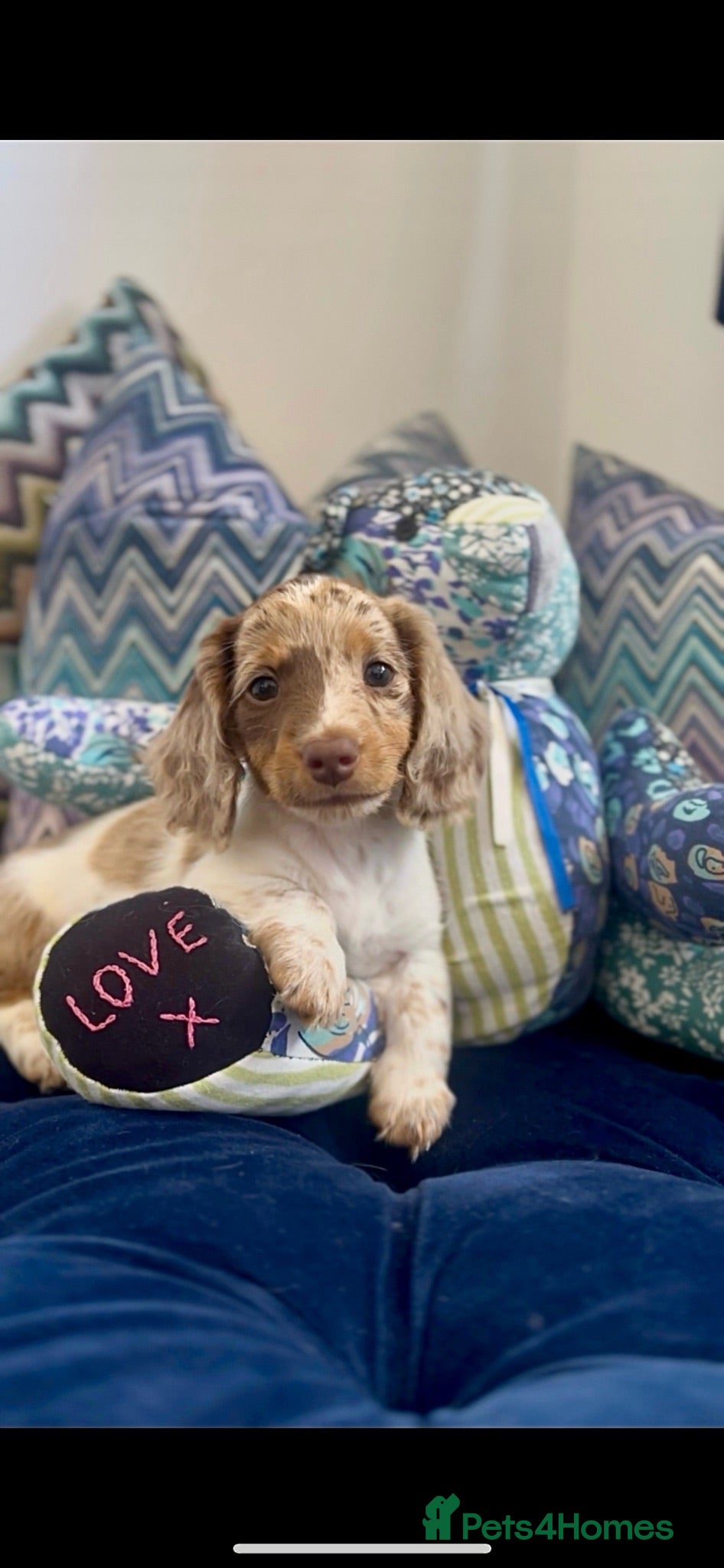 Miniature Dachshund dogs Stunning long haired miniature dachshunds  - Advert 2