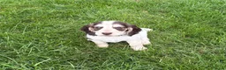 Cocker Spaniel dogs for sale:  show type cocker spaniel puppies🐾 - Advert 17