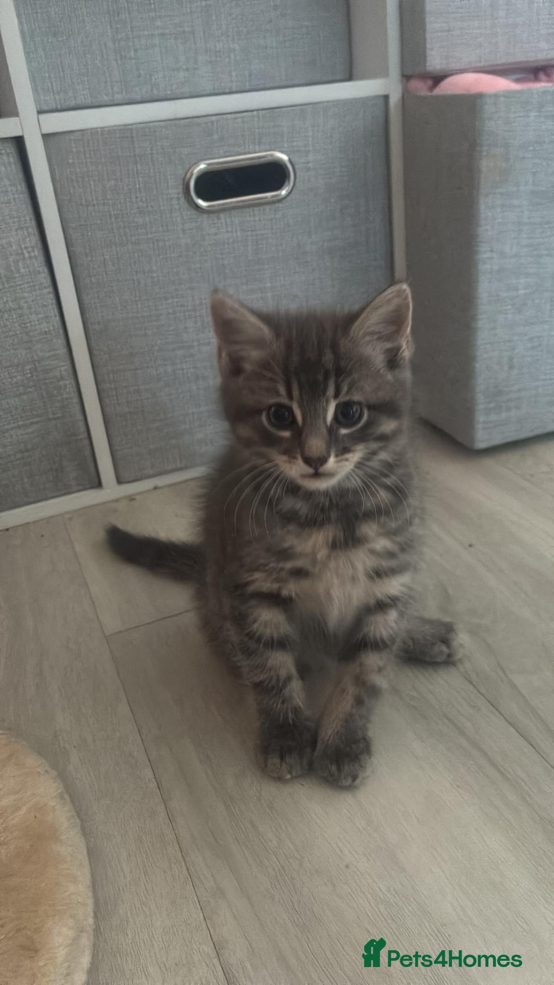 Mixed Breed cats Half forest cat kittens  - Advert 13