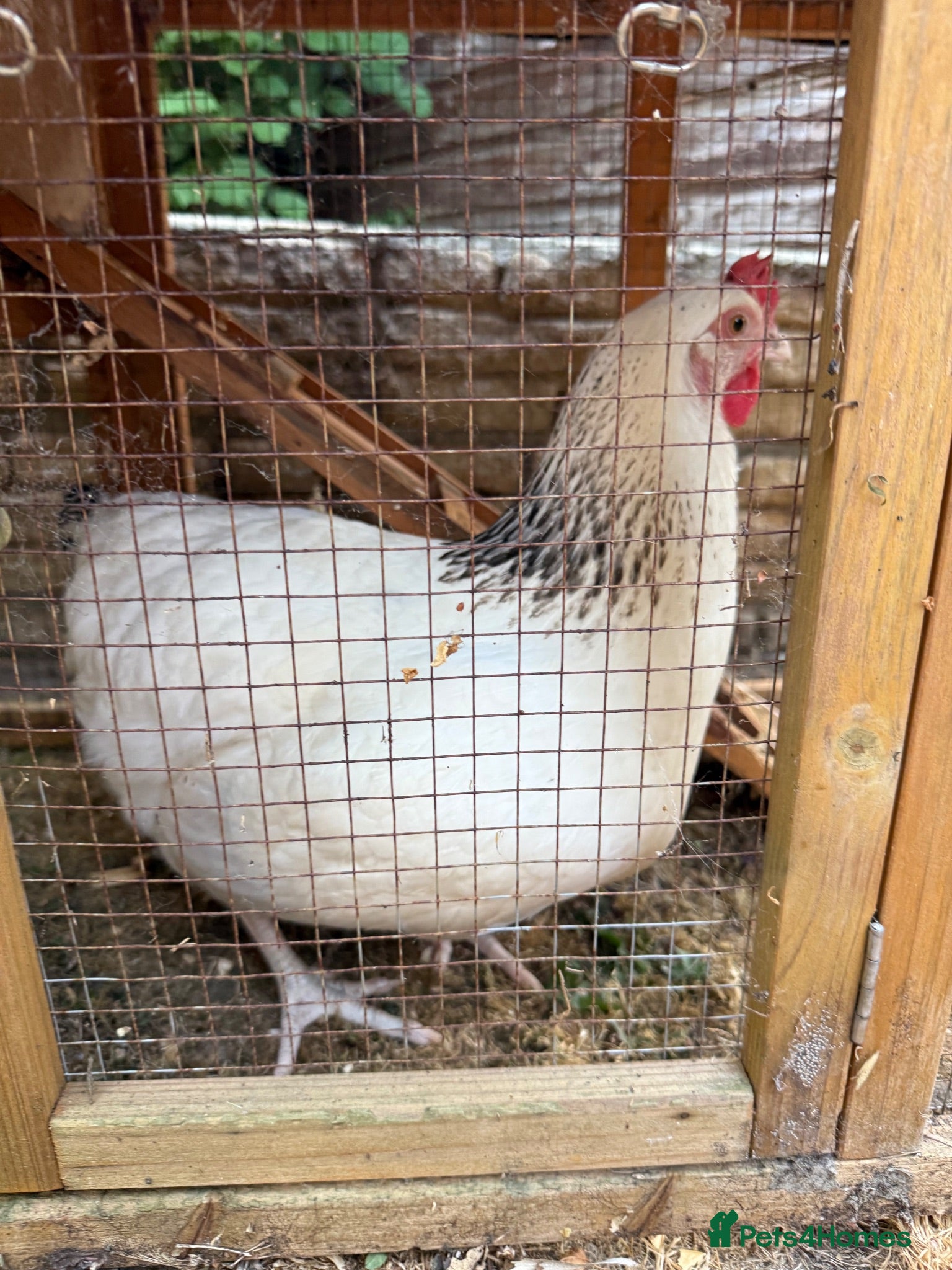 Chickens poultry White Sussex Hybrid - Advert 2