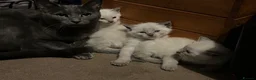 Oriental cats for sale: 7 RAGDOLL/SIAMESE KITTENS  - Advert 11