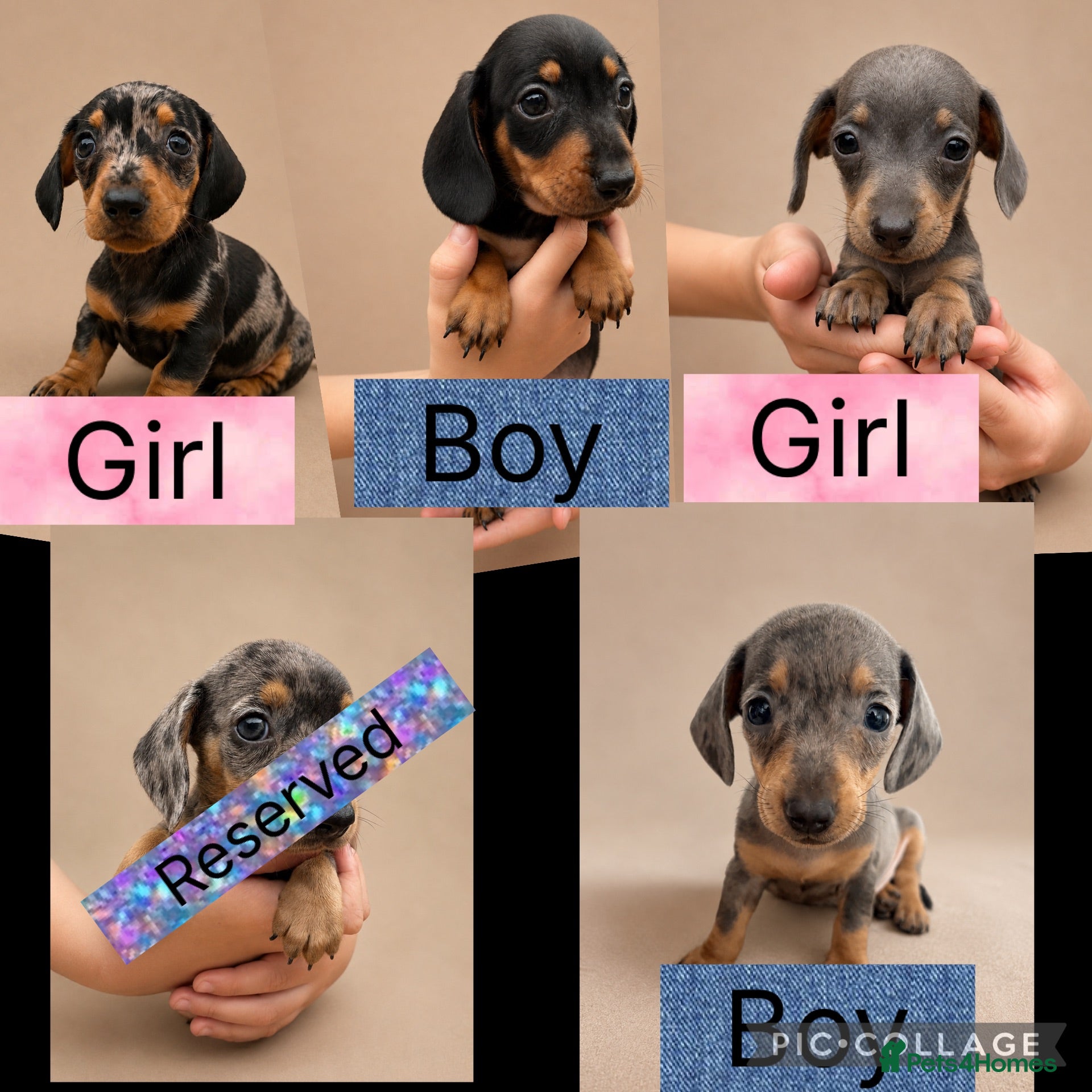 Miniature Dachshund dogs Stunning Miniature Dachshund Puppies - Advert 1