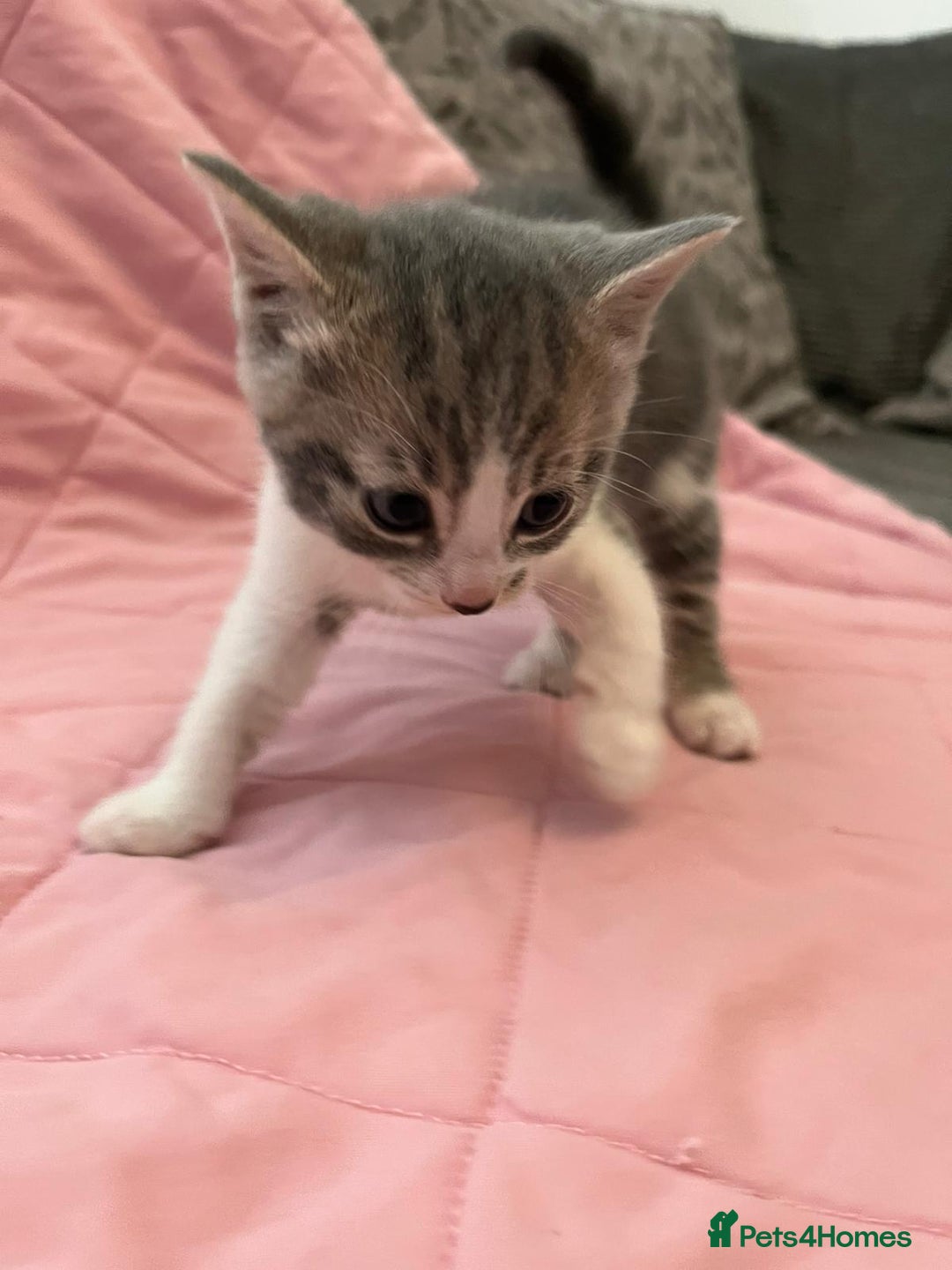 Mixed Breed cats for sale: Mixed Bengal Kittens  - Image 6