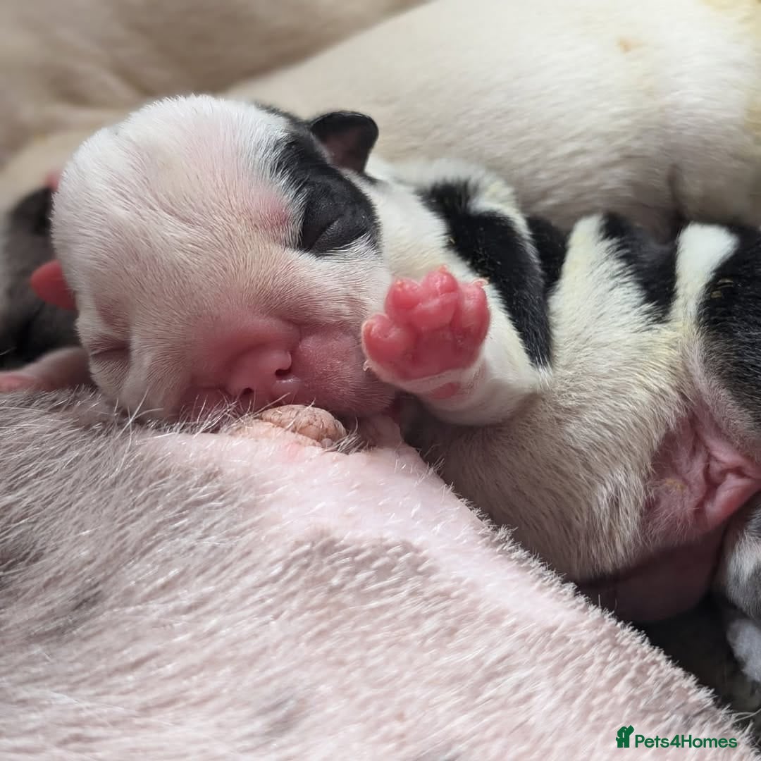 English Bulldog dogs for sale: 🐶🩵 English Bulldog Puppies for Sale 🐾✨ - Image 9