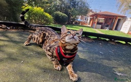 Bengal cats for stud: Bengal cat for stud, Fabio. in Peterborough - Image 12