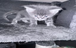 Maine Coon cats for sale: READY NOW Maine coon kittens  - Image 29