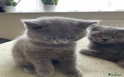 British Shorthair cats for sale: CHAMPION BSH PEDIGREE GCCF REGISTERED  - Image 10