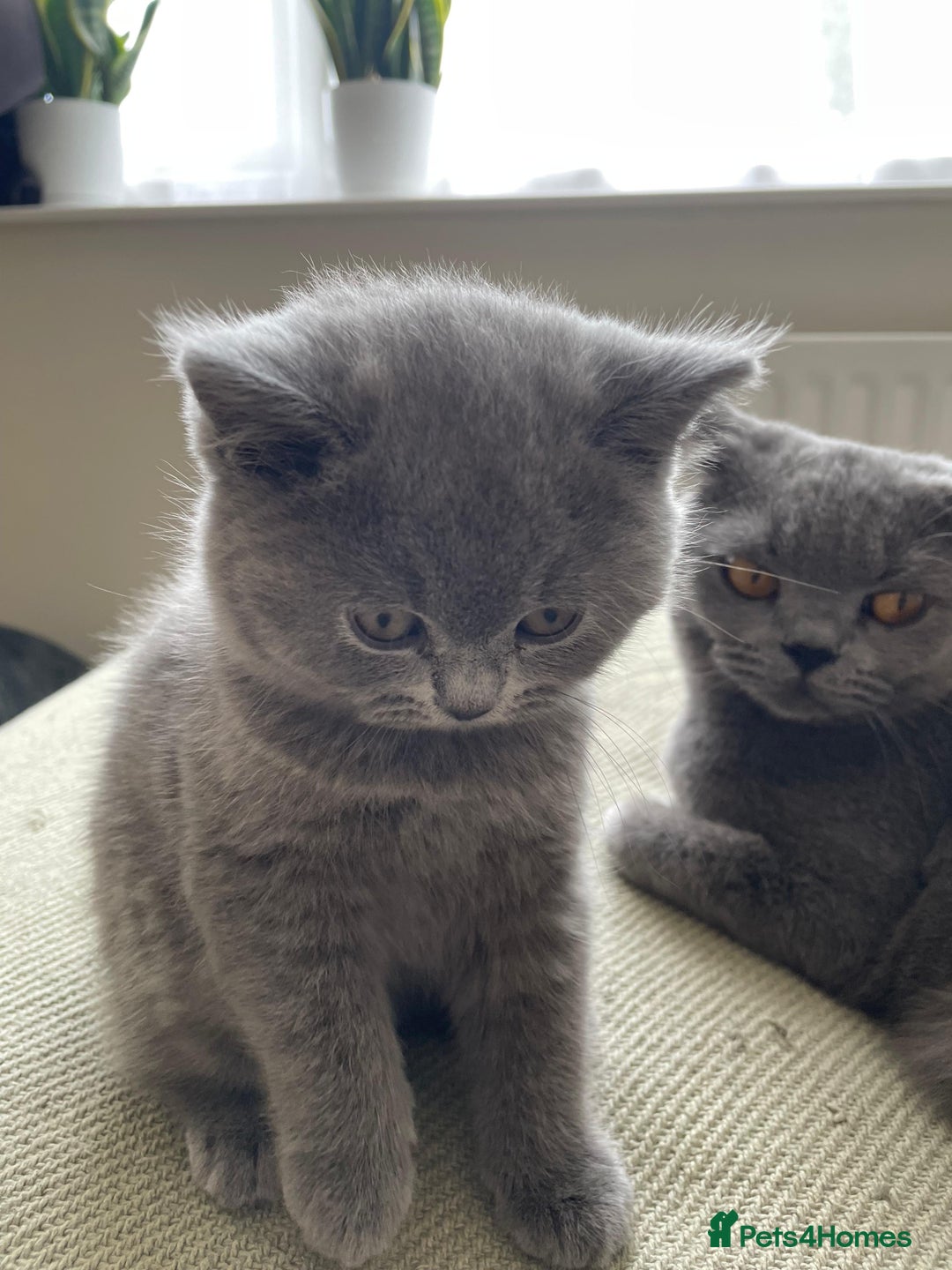 British Shorthair cats for sale: CHAMPION BSH PEDIGREE GCCF REGISTERED  - Image 10
