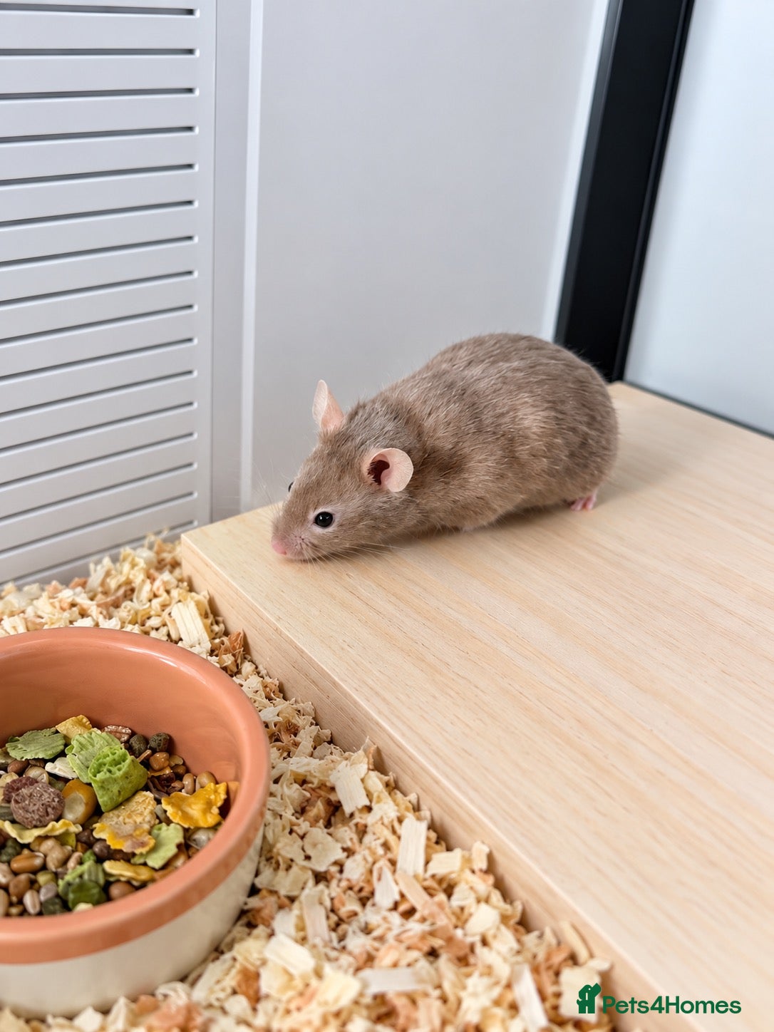 Hamster rodents Male Syrian hamster - Advert 18