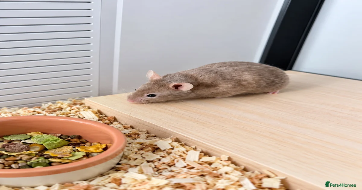 Hamster Rodents for sale in Epsom, Surrey | Pets4Homes