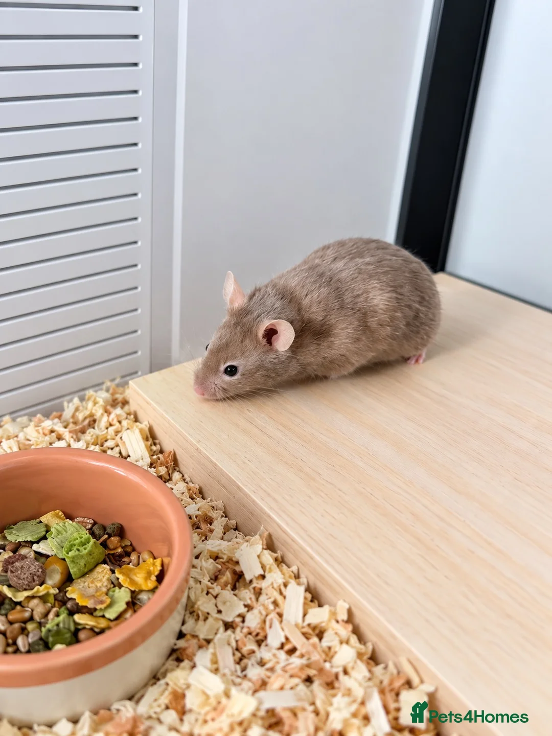 Hamster rodents for sale: Male Syrian hamster in Horsham - Advert 1