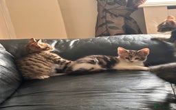 Mixed Breed cats for sale: Beautiful mixed breed kittens  - Image 3