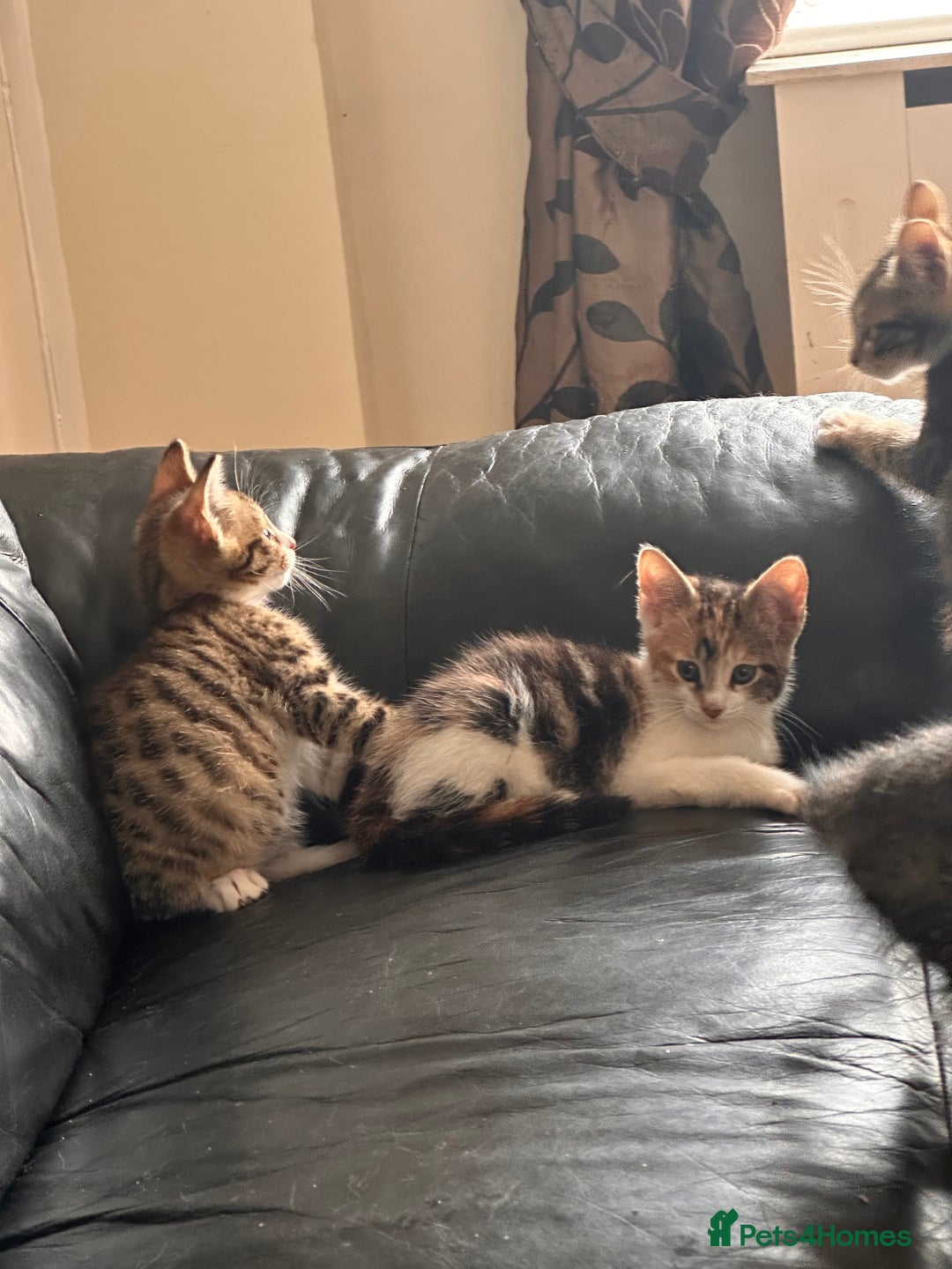 Mixed Breed cats for sale: Beautiful mixed breed kittens  - Image 3