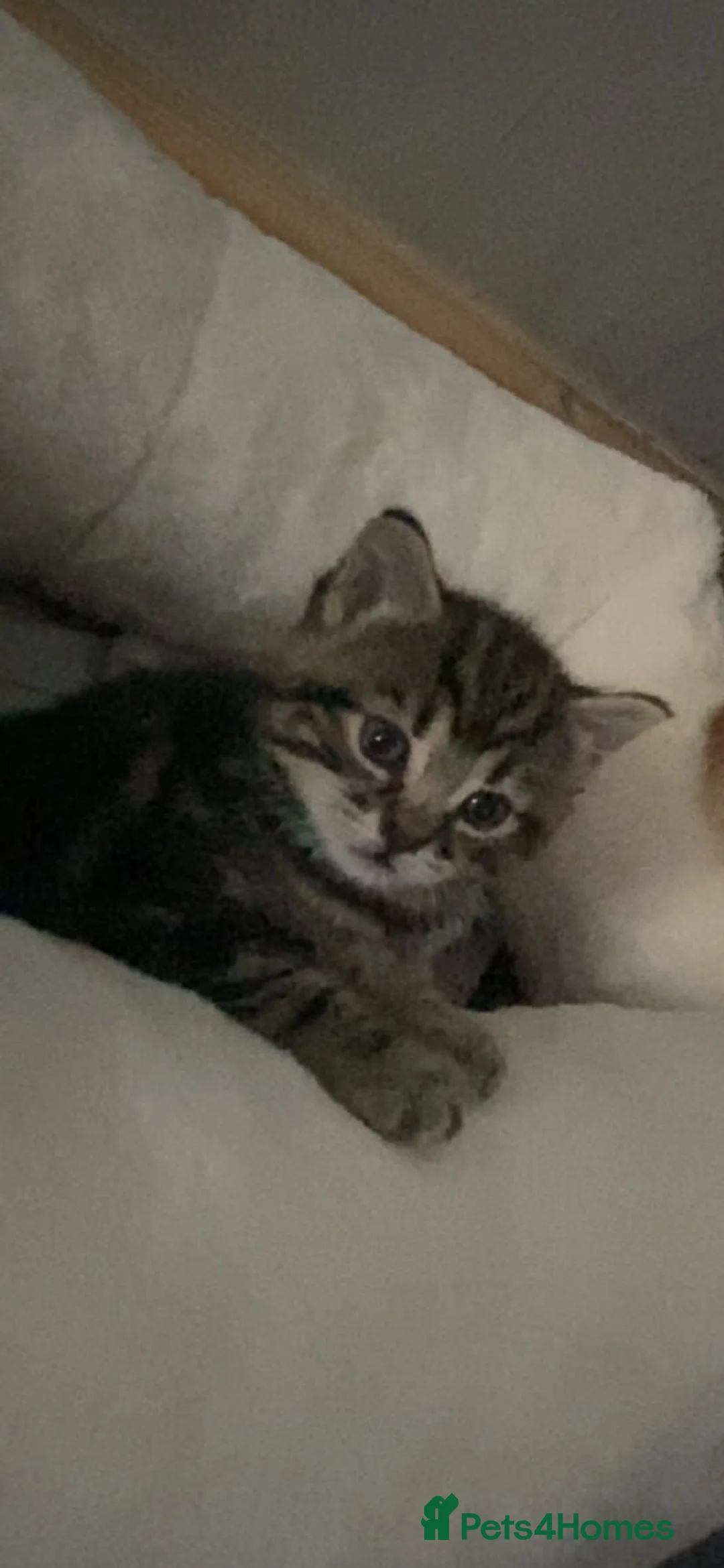 Mixed Breed cats for sale: Male boy - Advert 2
