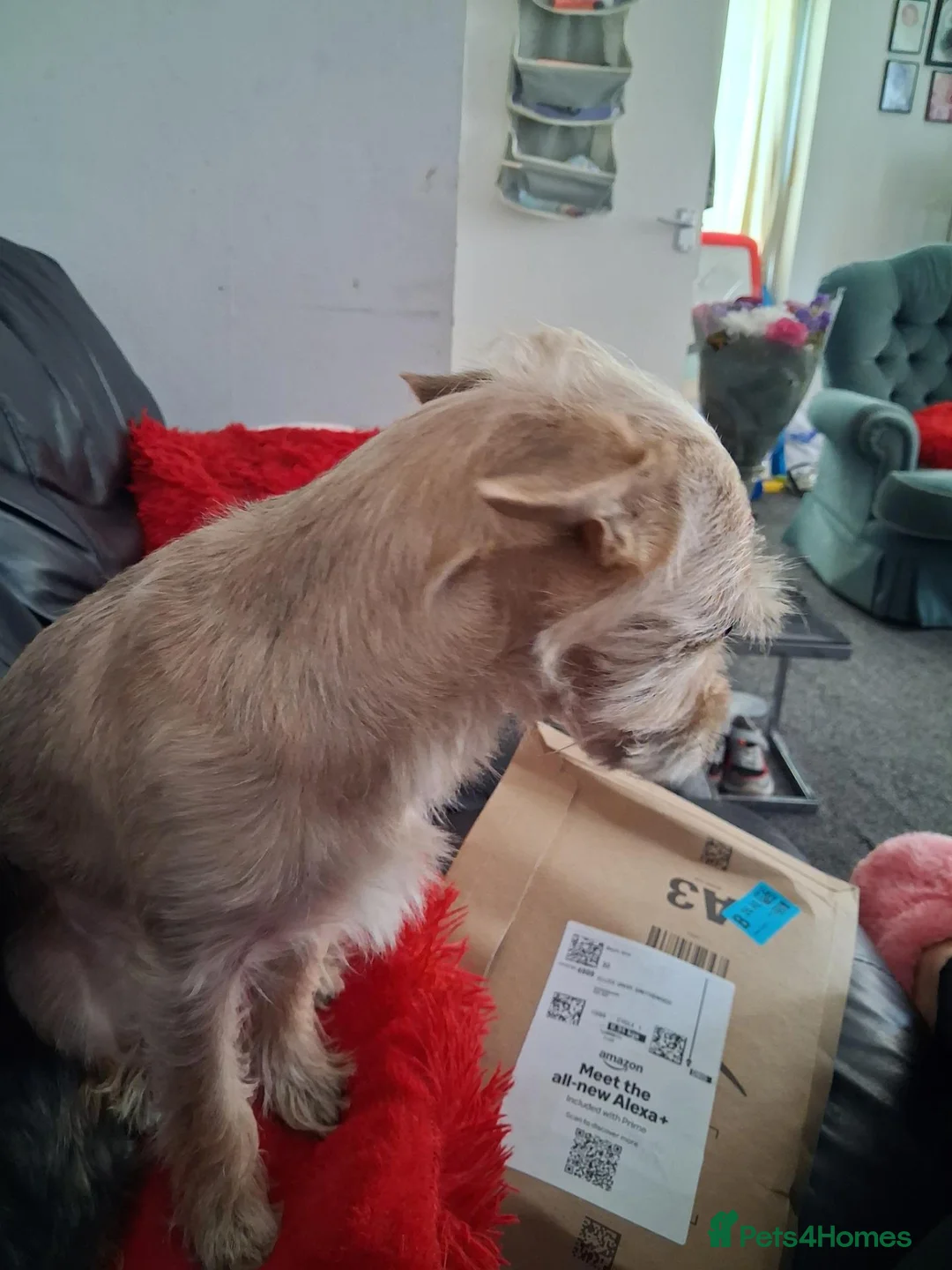 Mixed Breed dogs for sale: Yorkshire terrier x jack russell - Advert 2