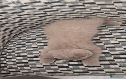 British Shorthair cats for sale: British shorthair blue / lilac kittens  - Image 29