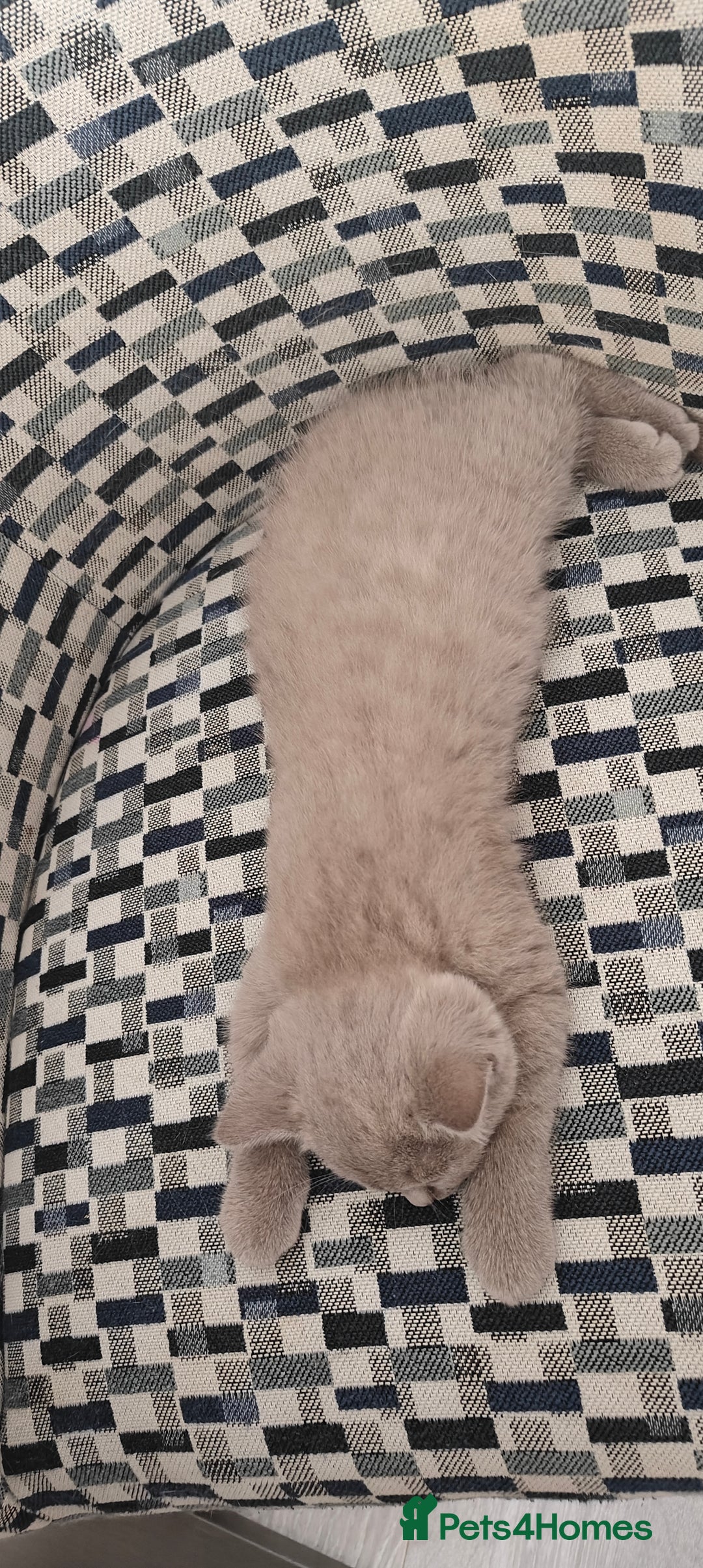 British Shorthair cats for sale: British shorthair blue / lilac kittens  - Image 29