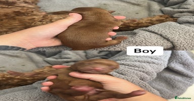 Cockapoo dogs - Advert 7
