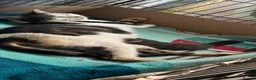 Mixed Breed cats for sale: British Blue x Scottish Fold/ragdoll - Advert 2