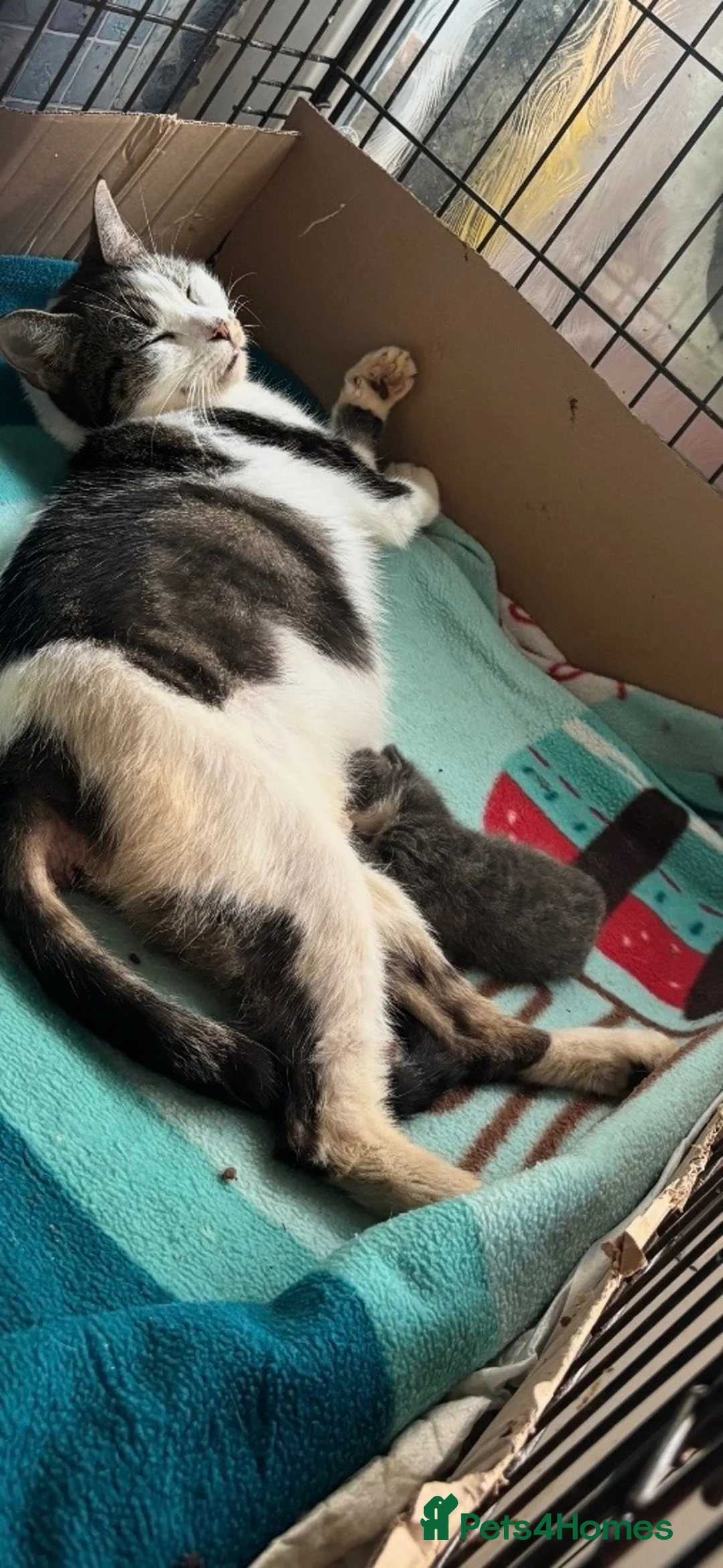 Mixed Breed cats for sale: British Blue x Scottish Fold/ragdoll - Advert 2