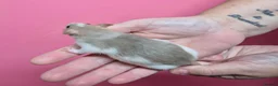 Rat rodents for sale: Fancy rats, fancy mice and harvest mice - Advert 9