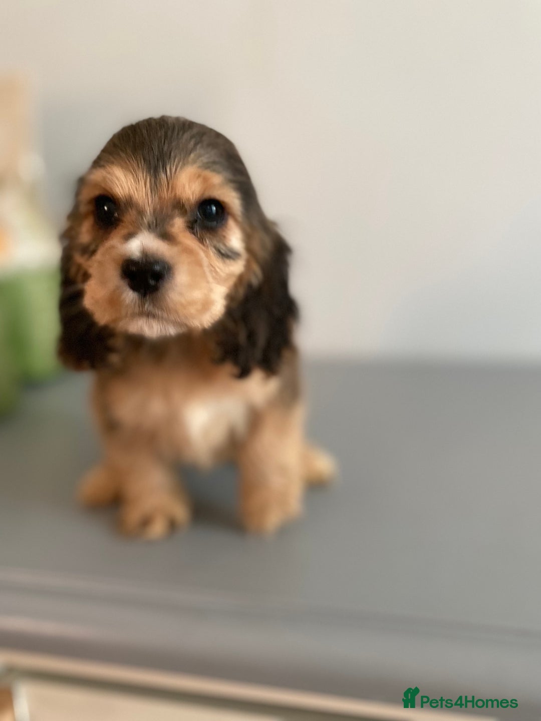 Cocker Spaniel dogs for sale: KC SHOW TYPE COCKER REGISTERED - Advert 2