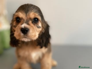 Cocker Spaniel dogs KC SHOW TYPE COCKER REGISTERED - Advert 2