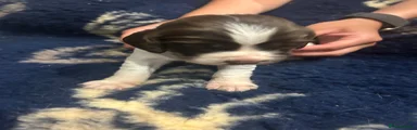 English Springer Spaniel (purple)