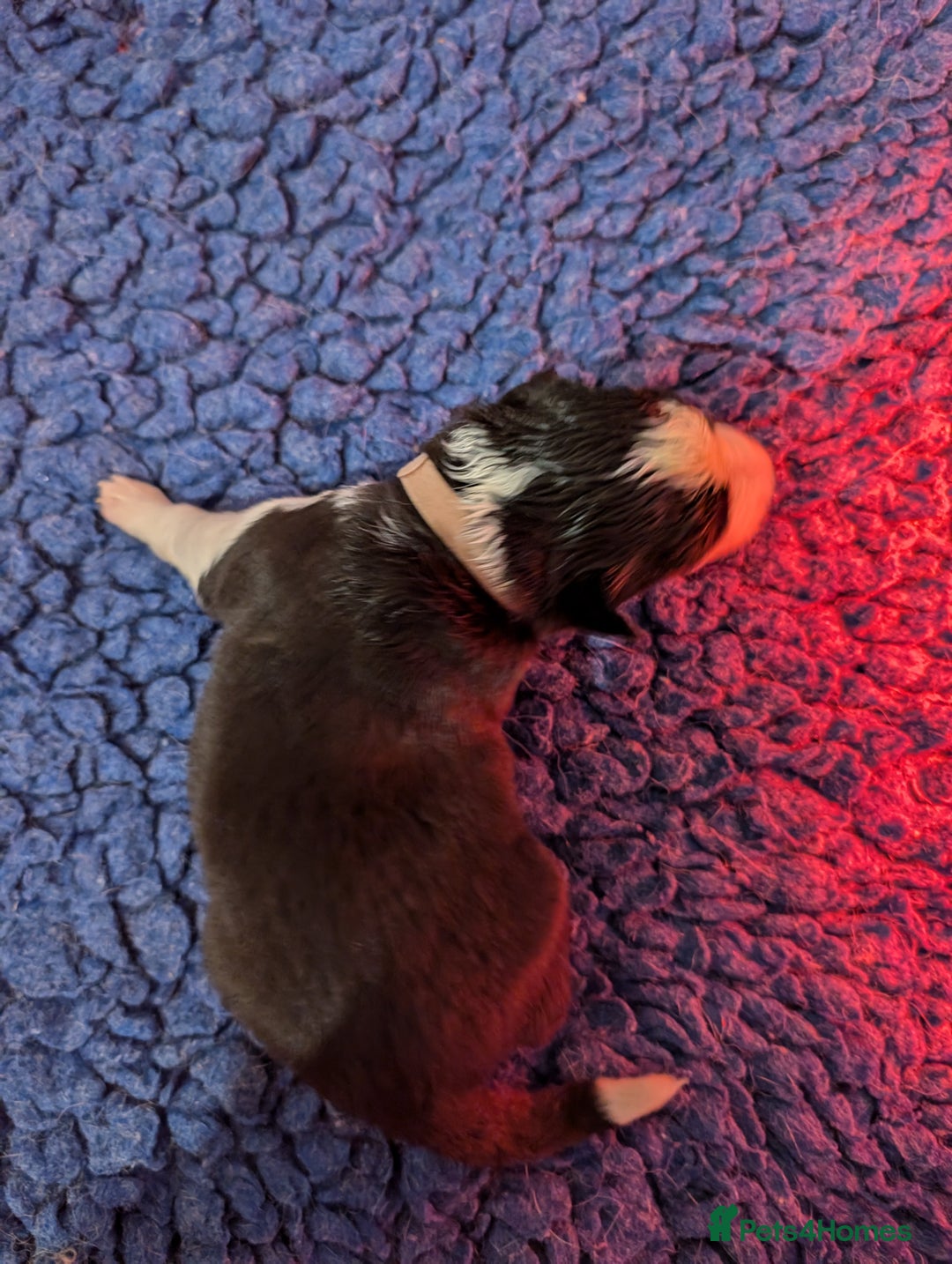 Border Collie dogs for sale: Traditional border collie puppies - Image 9