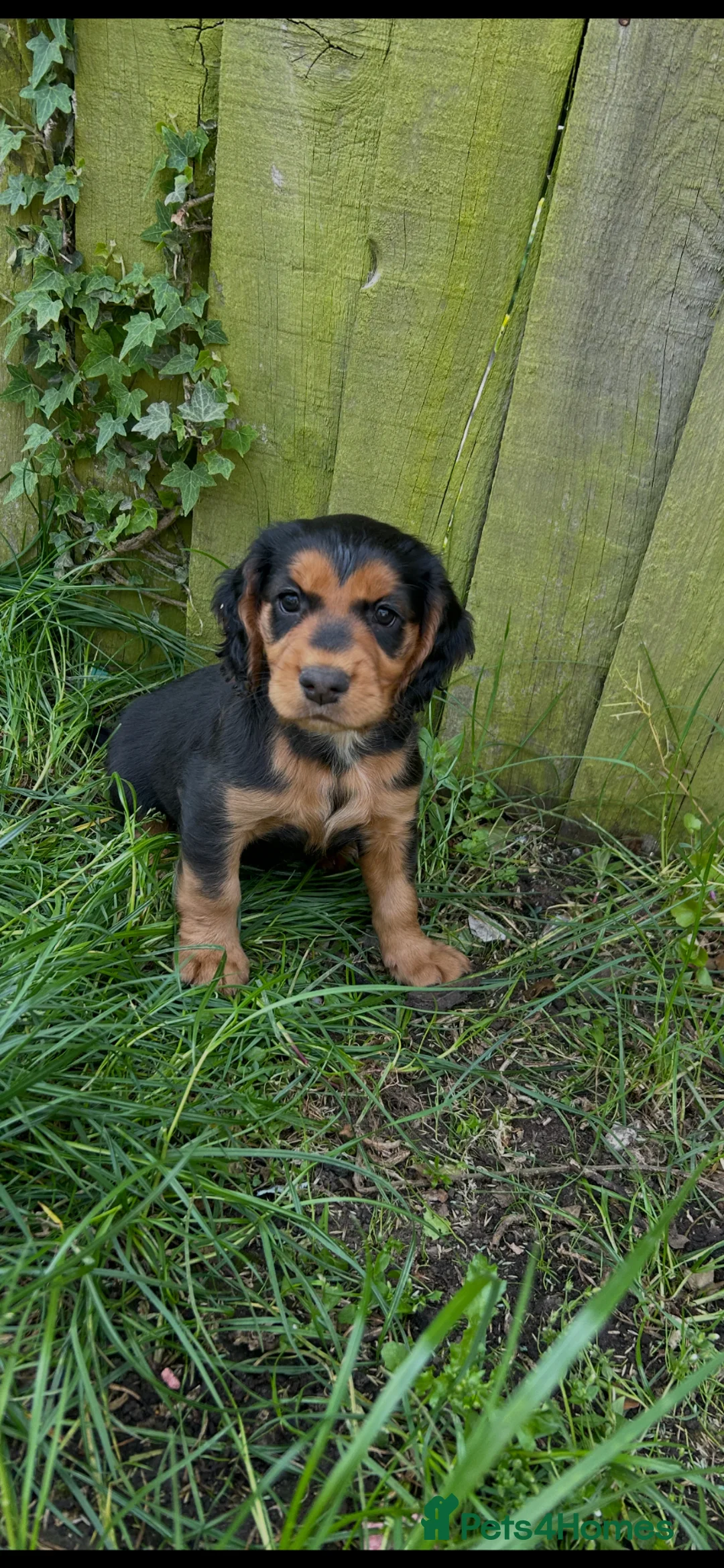 Cocker Spaniel dogs for sale: Top pedigree working cocker spaniel puppies! - Advert 2