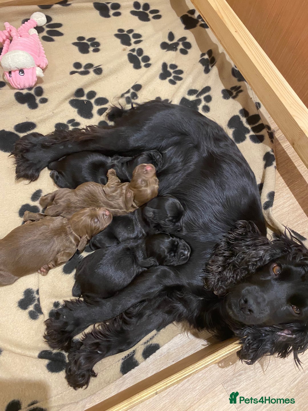 Cocker Spaniel dogs for sale: Beautiful cocker spaniel puppies  - Advert 1