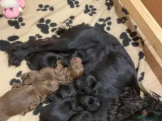 Cocker Spaniel dogs Beautiful cocker spaniel puppies - Advert 16